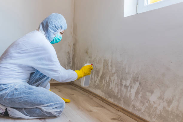 Licensed Attic Mold Removal service in Weston, NJ - WQB Mold Removal