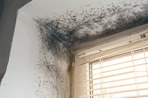 Affordable Attic Mold Removal solutions in Weston, NJ
